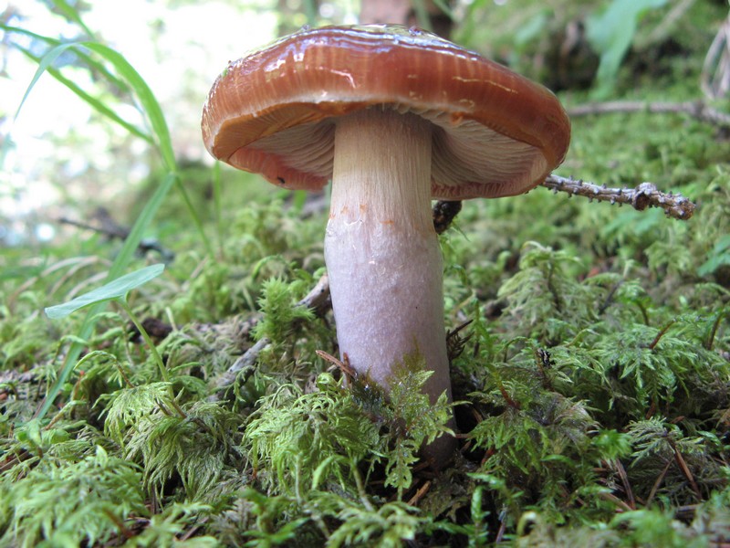 Per chi si vuol divertire!